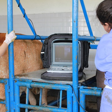 diagnóstico de gestação em bovinos