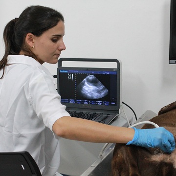 ultrassom veterinário na clínica de pequenos animais