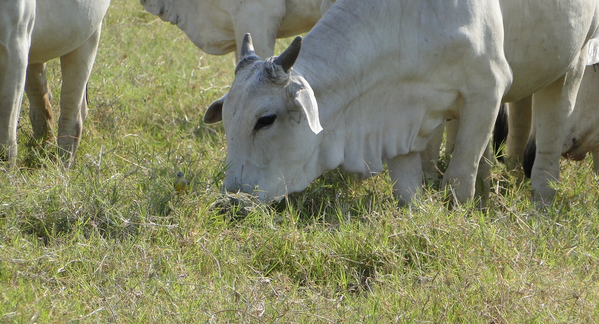 A samambaia é uma planta tóxica e pode matar o gado. Certo ou