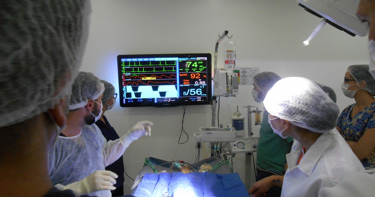 O que você precisa saber sobre anestesiologia veterinária?