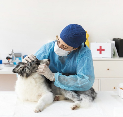 oftalmologia em cães