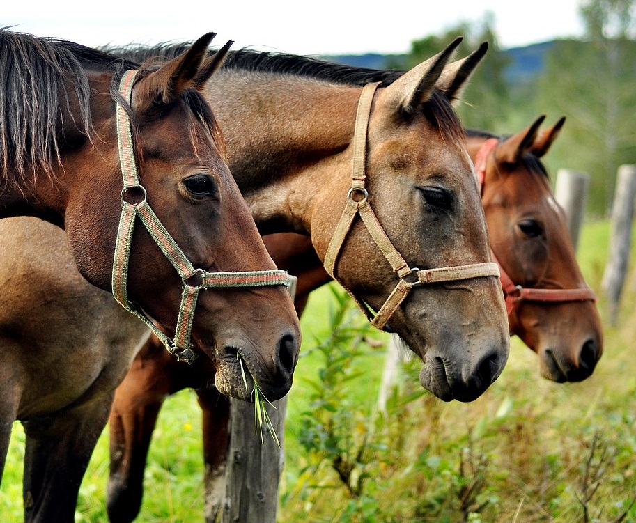 Foto de De Cavalo Pulando e mais fotos de stock de Cavalo