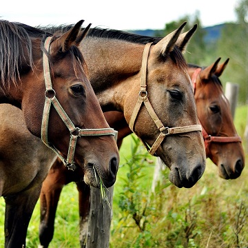 Picada de cobra em cavalo: Confira os principais sinais do problema