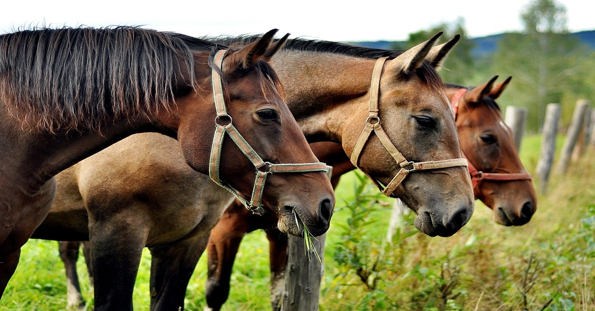 homem mata cavalo para comer