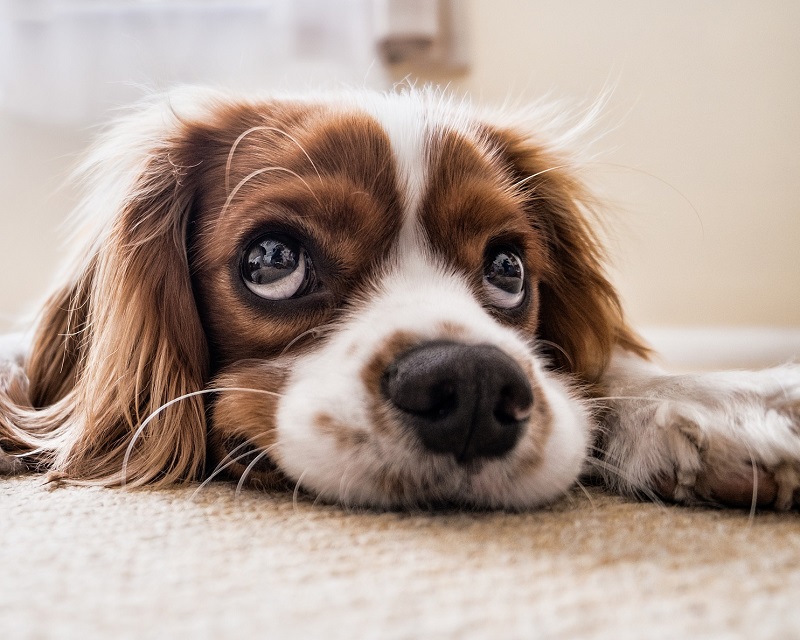Conjuntivite em cães: Conheça mais sobre essa doença pode até levar a cegueira