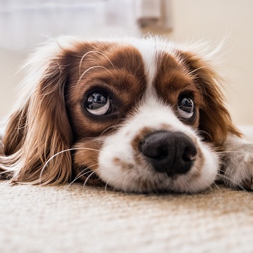 conjuntivite em cães