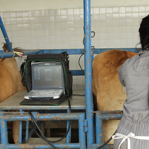 Ultrassonografia na reprodução bovina