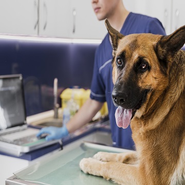 Oncologia veterinária