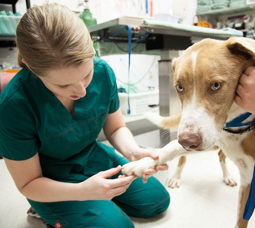 cirurgias ortopédicas em cães 