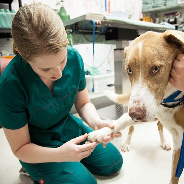 cirurgias ortopédicas em cães