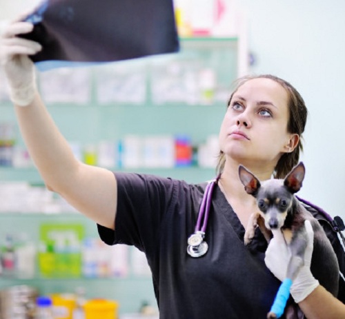 radiologia veterinária