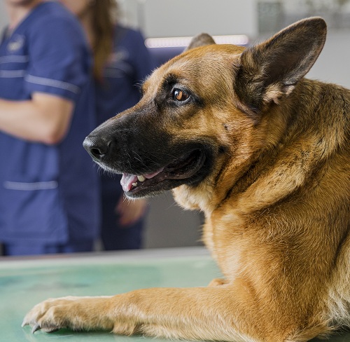 ressonância magnética veterinária