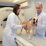 tomografia veterinária