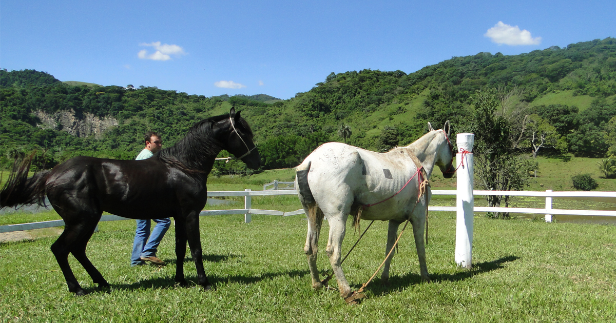 Cavalos - Aprumos - Saúde Animal