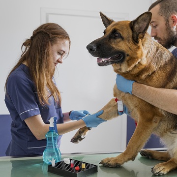 exames de sangue em cães
