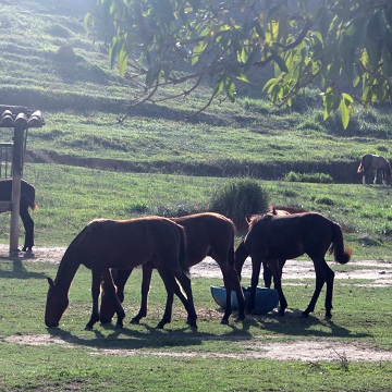 manejo equinos