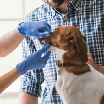 periodontia veterinária