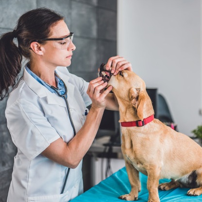 Tártaro em cães