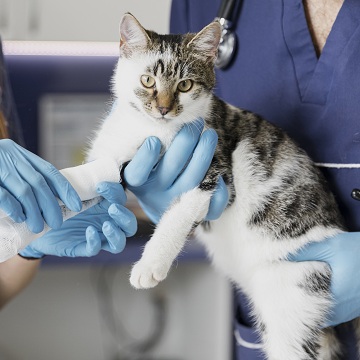 doenças de pele em gatos
