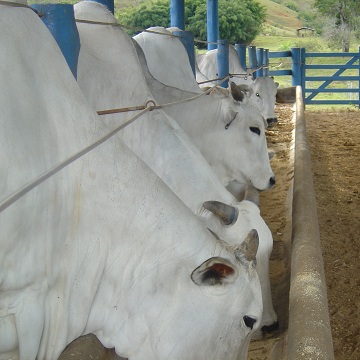 formulação de dietas para bovinos