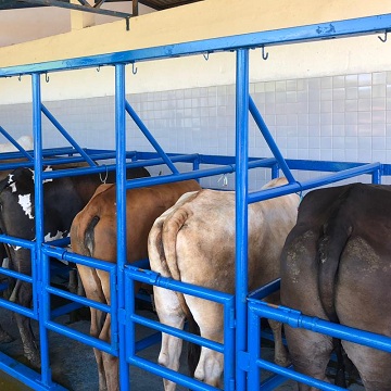 corpo lúteo em vacas
