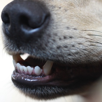 Doenças bucais em cães