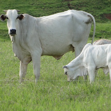 nutrição bovina