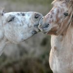 Tétano em cavalos: por que o tratamento correto é fundamental?