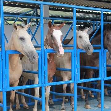 Pelagens de equinos 🐎🐴  Dicas de cavalo, Medicina veterinária, Citações  equestres