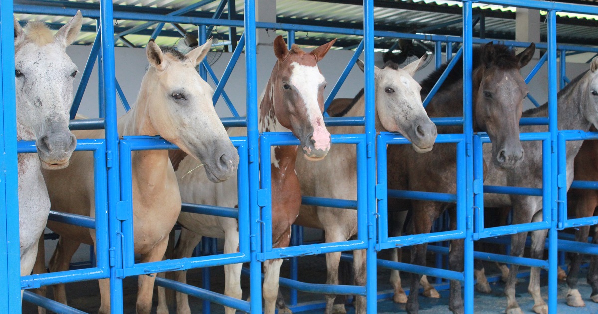 Exame Odontológico em Cavalos: 7 passos essenciais para o diagnóstico