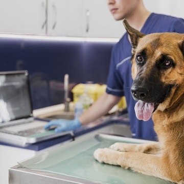 ultrassonografia cervical em cães