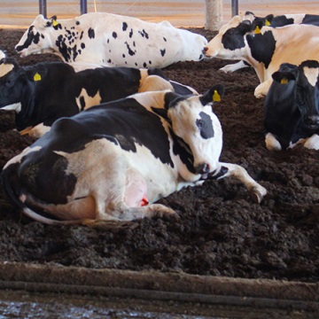 Compost barn