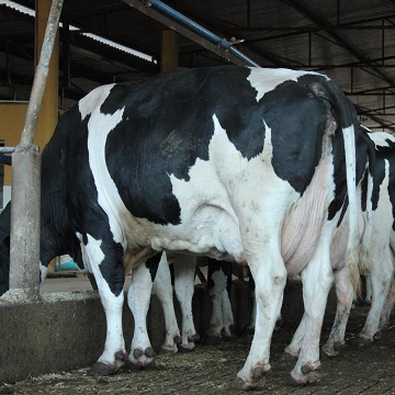 Gado de leite