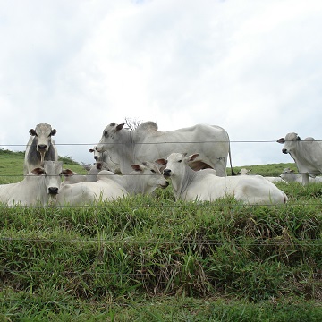 raças de gado de corte 