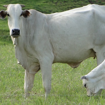 sexagem fetal em bovinos