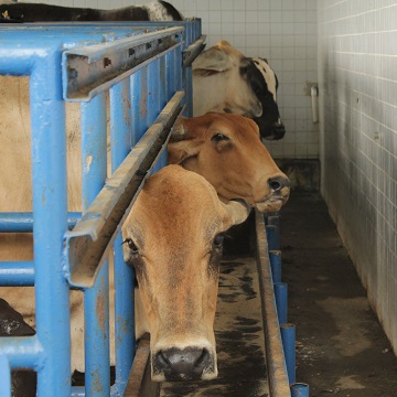 avaliação ginecológica em fêmeas bovinas