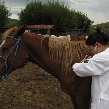 sinais vitais de equinos