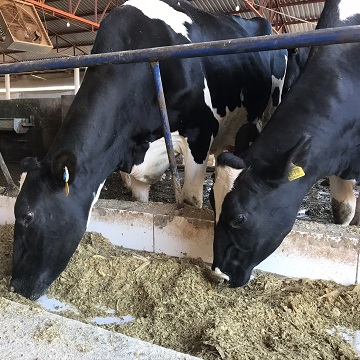 vacas leiteiras em período de transição