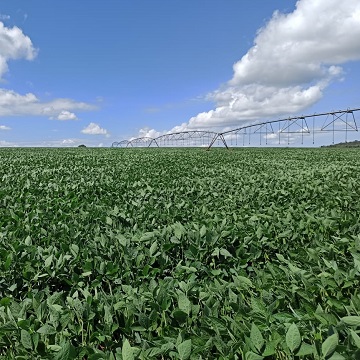 agricultura irrigada