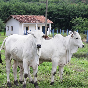 FIV em Bovinos