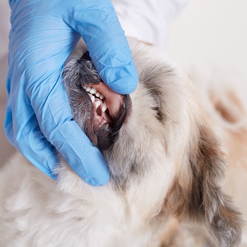 odontologia em pequenos animais
