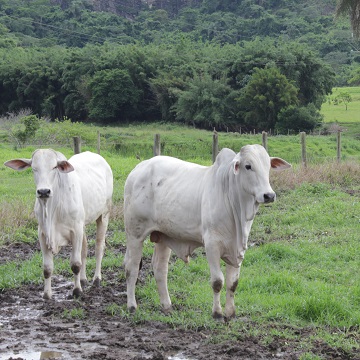 Consumir fígado de boi pode fazer mal por causa de toxinas