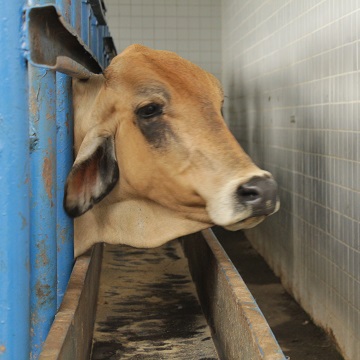 contenção de bovinos