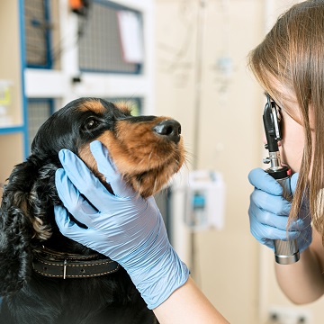 Oftalmologia em pequenos animais