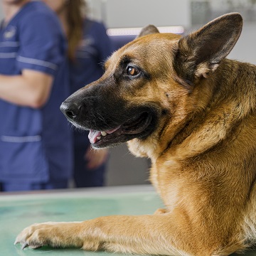 raio x veterinário