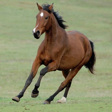 síndrome navicular em equinos