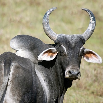 gado zebu