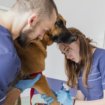 transfusão de sangue em cães