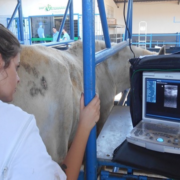 Ultrassonografia na reprodução equina