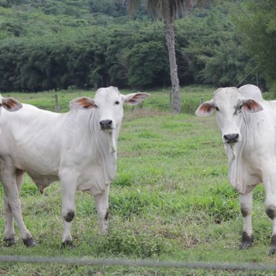 A recria de bovinos de corte é uma fase essencial do manejo desses animais. Se for feita da maneira correta, trará diversas vantagens ao produtor!